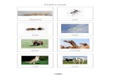 Flashcards - WordPress.com€¦ · Flashcards . crocodile chicken cheetah deer donkey dog duck dolphin Flashcards . eagle elephant fish fly fox giraffe goat hamster Flashcards . hippo
