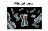 Mutations€¦ · Types of Mutations Chromosomal Mutations •Inversion •Duplication •Deletion •Translocation •Nondisjunction Gene Mutations •Point Mutations •Silent •Missense
