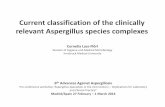 Current classification of the clinically relevant ... · Aspergillus spp. are the most frequent molds isolated from clinical samples. The genus Aspergillus contains about 250 species
