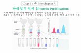단백질의 정제 Protein Purification)dorim.mokpo.ac.kr/~sjkim/lecture/bio_2003_sp/chap5/chap5.pdf · 2015-04-02 · 단백질의 정제 (Protein Purification) 크기에 의한