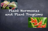 Plant Hormones and Plant Tropisms - Polk School District...Plant Tropisms Tropism: growth that occurs in response to an environmental stimulus such as sunlight or gravity Gravitropism