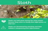 disapearing from deforestation Sloths are threatened by ... · Sloth Sloths can look green during the rainy season because they move so slowly that algae grows on their fur! Action