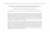 Morfología y distribución de Lophocladia trichoclados en las islas Canarias …islandlab.uac.pt/fotos/publicacoes/publicacoes_Vieraea_32_2004_5.pdf · VIERAEA Vol. 32 63-74 Santa