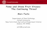 Pome and Stone Fruit Viruses: The Continuing Threatrvpadmin.cce.cornell.edu/uploads/doc_397.pdfJun 20, 2007  · June 20, 2007 - Napa, CA. Pome and Stone Fruit Viruses: The Continuing