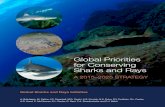 Global Priorities for Conserving Sharks and Raysfscdn.wcs.org/2016/02/10/1cxcak0agd_GSRI_Global...The Global Sharks and Rays Initiative (GSRI) is a partnership of: 3 Contents Contents