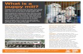 What is a puppy mill? - Best Friends Animal Societys3fs.bestfriends.org/s3fs-public/Lifesaving legislation... · 2019-08-23 · Puppy mills have been inhumanely breeding and selling
