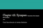 Chapter 45: Synapsesclasspages.warnerpacific.edu/BDupriest/BIO 420... · Fig 45-9 . Fig 45-11 . Summation Spatial A ... Often hormones or releasing/inhibiting factors Characteristics: