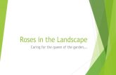 Roses in the Landscape - Continuing educationPrevention of Rose Rosette Prune roses in late winter and early spring Do not use leaf blowers in your cleanup, mites are easily spread