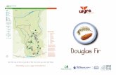 Douglas fir - Forestry England · Douglas Fir - timber properties Originally from British Columbia and the Pacific coast of the US, the Douglas fir adapts well to varying conditions.
