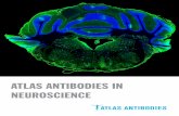 ATLAS ANTIBODIES IN NEUROSCIENCE · SH-SY5Y, U-138 MG, U-251 MG, U-87 MG. In the Pathology Atlas data from 12 patients with malignant glioma tumor is available for each antibody.