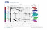 Identification of novel CDK9 and Cyclin T1- associated protein … · 2017-04-06 · RESEARCH Open Access Identification of novel CDK9 and Cyclin T1-associated protein complexes (CCAPs)