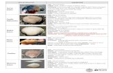 TYPE OF SHELLFISH DESCRIPTION SIZE: 8 inches SHAPE: O ... Shellfish ID Chart.pdf · TYPE OF SHELLFISH DESCRIPTION Horse clams SIZE: Up to 8 inches SHAPE: Oval, similar in shape to