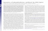 Dynamics of phosphodiester synthesis by DNA ligasephosphodiester synthesis by replicative DNA polymerases. DNA ligation DNA relaxation magnetic tweezers T he DNA ligases are essential