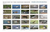 Ecology of the Chicago Region Birds - Amazon S3 · 2018-12-05 · ECOLOGY OF THE CHICAGO REGION BIRDS Water Birds Canada Goose Mallard Wood Duck American Wigeon American Black Duck