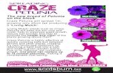 Craze Petunias POS No Price - Scotsburn Nurseries Petunias POS.pdf · Craze Petunia is highly effective at quickly covering bare soil between shrubs and other plants, creating it’s