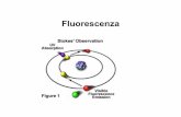 Fluorescenza - Università degli Studi di Verona...Il tempo di vita di fluorescenza corrisponde al tempo in cui la molecola rimane nello stato eccitato prima che ritorni allo stato