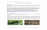 Pest and Disease Management · PDF file Green Peach Aphid Leaf curling and distortion caused by aphids Spider Mites Spider mites are the most common mite pest in the garden. To the
