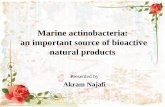 Marine actinobacteria: An important source of bioactive ... · •Sediments and sponges are the most studied marine samples for actinomycetes isolation. •The production of most