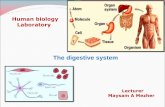 The digestive systemcpha.tu.edu.iq/images/biology_lab-_the_digestive_system.pdf · 2018-11-12 · Directly affects digestion by producing bile Bile helps digest fat filters out toxins