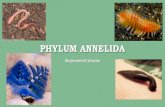 Phylum Annelida - SD41blogs.ca · PHYLUM ANNELIDA Segmented worms. WHAT IS AN ANNELID? •Worms with segmented bodies •They have a true coelom that is lined with tissue derived
