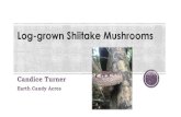 Log grown Shiitake Mushrooms - Purdue University · Mistakes. o Lived an hour away o No water close by o Didn’t have the right tools o Inoculated dead logs o Logs wouldn’t fit