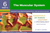 The Muscular System - Plainfield South High Schoolpshs.psd202.org/documents/jwoods/1508520893.pdfNaming of Skeletal Muscles Location of the muscle’s origin and insertion Example: