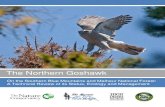 The Northern Goshawk - Conservation Gateway ... · PDF file 1. Goshawk populations appear stable and/or no decline has been measured. 2. The goshawk occupies territories in more diverse