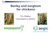 Barley and sorghum for chickens Asia...2019/02/15  · Barley and sorghum compared to corn and wheat for poultry n In this presentation, Australian barley and sorghum are compared
