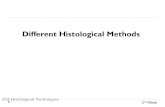 Different Histological Methods - KSUfac.ksu.edu.sa/sites/default/files/Different histological methods.pdf · 322-Histological Techniques Different Histological Methods . Definitions