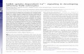 GABA uptake-dependent Ca2 signaling in developing ...GABA uptake-dependent Ca2 signaling in developing olfactory bulb astrocytes Michael Doengia,b,c, Daniela Hirnetb,c, Philippe Coulonc,