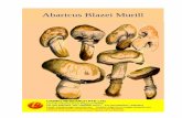 Abaricus Blazei Murill - -Glenn Corp-glenncorp.com/wp-content/uploads/2017/06/Agaricus-Blazei-Murill.pdf · Agaricus thrives only under these conditions, suggesting that its survival
