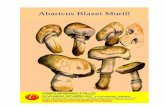 Abaricus Blazei Murill - · PDF file Agaricus blazei Murill is particularly rich in polysaccharides, and has shown particularly strong results in treating and preventing cancer. We