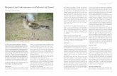 Ringwerk aan Kokmeeuwen en Visdieven bij Stevol - Frank Majoorfrankmajoor.nl/PDF/Livo-2013-Stevol-Ringen.pdf · RAS-onderzoek is de aanwezigheid van minimaal 25 adulte vogels. Met