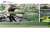 Macquarie Marshes Ramsar site - Office of Environment and ... · The Macquarie Marshes are located on the lower floodplain of the Macquarie River in central western NSW. The Macquarie