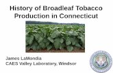 History of Broadleaf Tobacco Production in Connecticut · History of Broadleaf Tobacco Production in Connecticut . James LaMondia . CAES Valley Laboratory, ... Conventional plant
