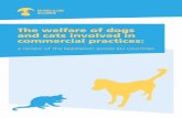 The welfare of dogs and cats involved in commercial practices · 2017-08-07 · owned cats and 63 million owned dogs. There is however very little EU legislation protecting their