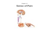 Chapter 16 Sense of Painmc3cb.com/pdf_ap_lecture_s6/C16_2_pain_w2016.pdfnociceptors Projection Pathway for Pain • Ascending and descending tracts (plus multiple sub-routes) – Neurons
