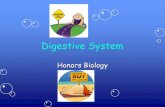 Digestive 2009-05-03¢  Digestive System Honors Biology. Digestive Processes. Digestive Organs. Mesentary