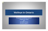 Walleye Stocking in Ontario - ORWL · 2010-09-23 · •Fry-2,000 fish/ha •Summer fingerlings-100-125 fish/ha (25-51mm) or (1 -2 in.) •Fall fingerlings-25-50 fish/ha (91-122mm)