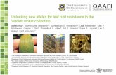 Unlocking new alleles for leaf rust resistance in the Vavilov wheat … · 2017-10-19 · Unlocking new alleles for leaf rust resistance in the Vavilov wheat collection Adnan Riaz1,