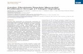 Developmental Cell Article - Gladstone Institutes · Developmental Cell Article Cardiac Fibroblasts Regulate Myocardial Proliferation through b1 Integrin Signaling Masaki Ieda,1,2,3