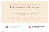 Fetal Exposure to Glyphosate - Heartland Study · Design/Methods • Pregnant women between ages 18-40 years and their newborn infants resulting from this pregnancy were enrolled