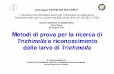 Istituto Superiore di Sanità-Roma Aula Rossi 18 giugno ... · Metodi di prova per la ricerca di Trichinella e riconoscimento delle larve di Trichinella Convegno ACCREDIA-ISS EURLP