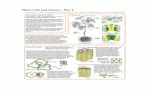 Plant Cells and Tissues - babyface.cabrillo.eduncrane/bio1c/botPDFs/Labs/bacteria... · Plant Cells and Tissues - Part 2 . Panel 21—1 The cell types and tissues from which higher