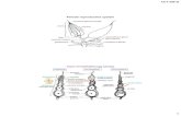 Female reproductive system - University of …hydrodictyon.eeb.uconn.edu/courses/entomology/4250_lec24...Female reproductive system terminal filament bundle ovariole ovary calyx common