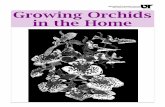 Growing Orchids in the Home · Orchids are in the family Orchidaceae (or-kid-ACE-ee-ee). The orchid family includes more than 900 genera and about 25,000 species, making it one of