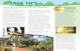 Bartlett Tree Tips - Summer 2018 · Consult your Bartlett Arborist Representative if you have noticed either of these risk factors in your landscape: 7 Bleeding cankers – These
