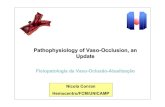 Pathophysiology of Vaso -Occlusion , an Update · BasicPathophysiology of Vaso-occlusion. Sickle Cell Disease and the Chronic Inflammatory State Endothelial adhesive interactions
