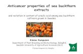 Anticancer properties of sea buckthorn extractsDepartment of Plant Breeding and Biotechnology, Balsgård, Swedish University of Agricultural Sciences (SLU) Balsgård – division of