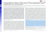 Transcription factors TFIIF and TFIIS promote transcript ... · Transcription factors TFIIF and TFIIS promote transcript elongation by RNA polymerase II by synergistic and independent